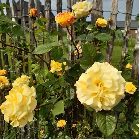 住宿加早餐酒店 凯塞尔特霍夫住宿加早餐旅馆 马伦-凯塞尔