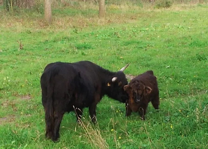 Bed & Breakfast 't Hof Kessel