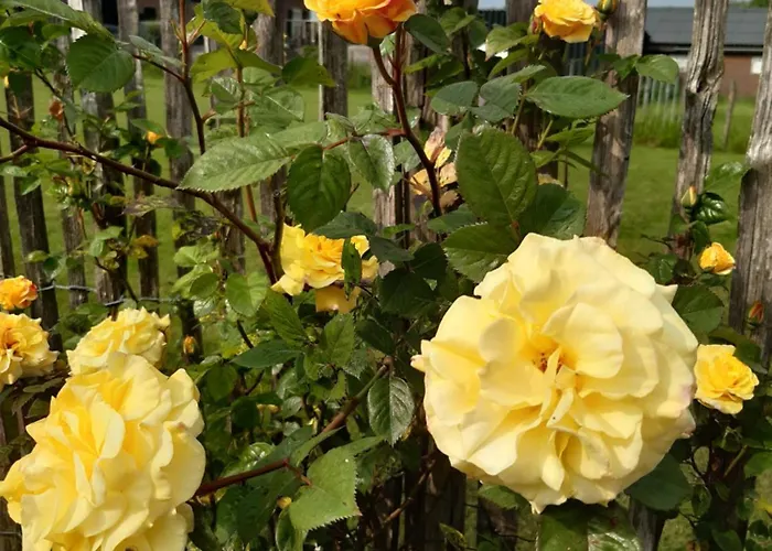 Bed and breakfast 't Hof Kessel Maren-Kessel